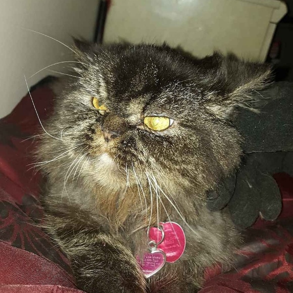 Meet your Posher, LisaMarie - Picture 4 of 8